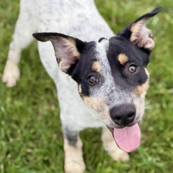 Hash Brown -  Australian Cattle Dog Blue Heeler and Border Collie Dog for Adoption in Amarillo, Texas - Hash Brown | PetCurious
