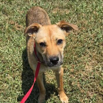 Penny -  Terrier and Mixed Breed Dog for Adoption in Fayetteville, Georgia - Penny | PetCurious