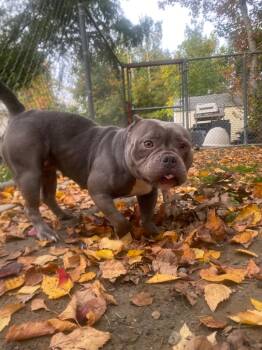 ChiChi -  American Bulldog and Mixed Breed Dog for Adoption in Fall River, Massachusetts - ChiChi | PetCurious