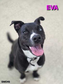 Rescue Pit Bull Terrier Dogs for Adoption in Burlington, Iowa - Eva | PetCurious