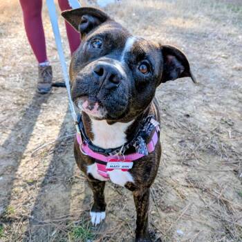 Pit Bull Terrier Dogs Available for Adoption - Mary Ann | PetCurious