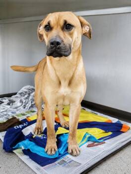 Denver -  Boxer and Mixed Breed Dog for Adoption in Saint Clairsville, Ohio - Denver | PetCurious