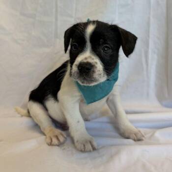 Jason -  Mixed Breed Dog for Adoption in Canal Winchester, Ohio - Jason | PetCurious