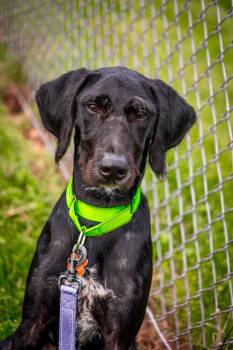 Bronx -  Flat Coated Retriever and Poodle Dog for Adoption in Valparaiso, Indiana - Bronx | PetCurious