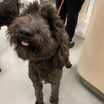 WAGS-Stray-22856_2 -  Poodle and Mixed Breed Dog for Adoption in Westminster, California - WAGS-Stray-22856_2 | PetCurious