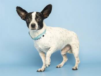 Chihuahua Dogs Available for Adoption in Phoenix, Arizona - PEPPINO | PetCurious