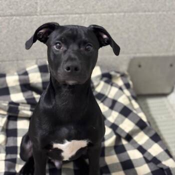 Pit Bull Terrier and Chihuahua Dogs Available for Adoption - Winchester-Red Collar | PetCurious