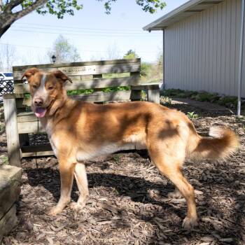 Retriever Dogs Available for Adoption in Mckean, Pennsylvania - Toad | PetCurious