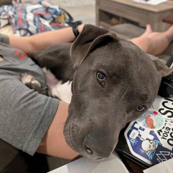 Charlie -  Pit Bull Terrier Dog for Adoption in Riverwoods, Illinois - Charlie | PetCurious