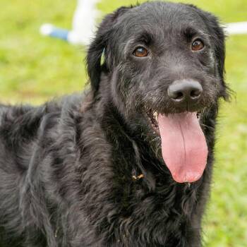 Rescue Mixed Breed Dogs for Adoption in Myrtle Beach, South Carolina - Tia - 6 Yo Senior | PetCurious