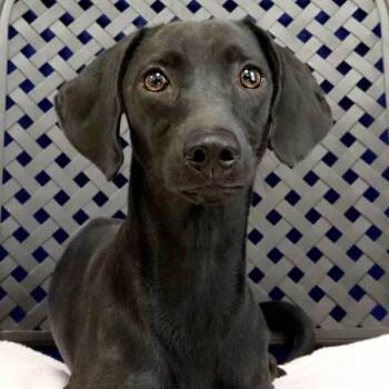 Guillermo -  Dachshund Dog for Adoption in Fort Davis, Texas - Guillermo | PetCurious