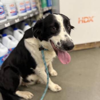 Border Collie Dogs Available for Adoption - Birdie (*) | PetCurious