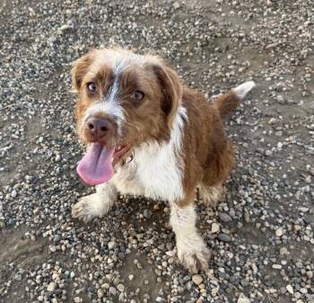 Tillie -  Terrier and Mixed Breed Dog for Adoption in Yankton, South Dakota - Tillie | PetCurious
