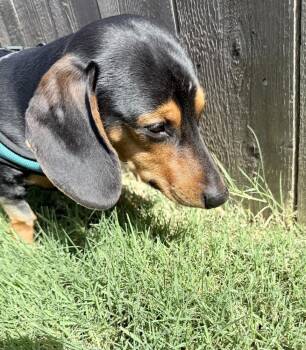 Peanut -  Dachshund Dog for Adoption in Shawnee, Oklahoma - Peanut | PetCurious