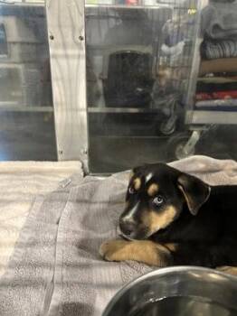 Mark -  German Shepherd Dog and Mixed Breed Dog for Adoption in Fresno, California - Mark | PetCurious