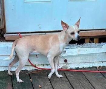 Snowball -  Chihuahua Dog for Adoption in Newport, Kentucky - Snowball | PetCurious