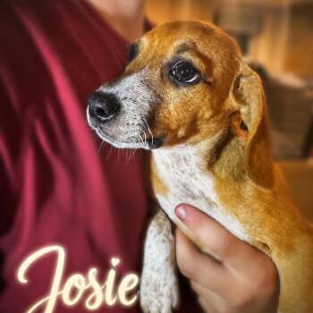 Josie -  Beagle and Mixed Breed Dog for Adoption in Opelika, Alabama - Josie | PetCurious