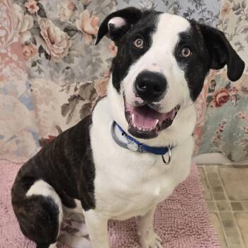 Catahoula Leopard Dog Dogs Available for Adoption in Keyser, West Virginia - TRIP | PetCurious