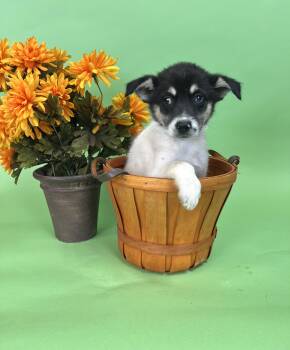 723-26 -  Border Collie Dog for Adoption in Brighton, Colorado - 723-26 | PetCurious