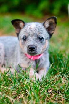 Cove -  Australian Cattle Dog Blue Heeler Dog for Adoption in Duluth, Minnesota - Cove | PetCurious