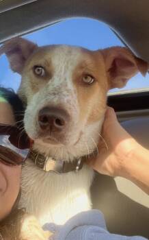 Rescue Australian Cattle Dog Blue Heeler Dogs for Adoption in Sadler, Texas - Skipper | PetCurious