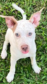 Spreckles puppy girl -  American Bully Dog for Adoption in Metairie, Louisiana - Spreckles Puppy Girl | PetCurious