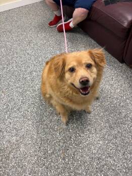 Ember -  Retriever Dog for Adoption in Liverpool, New York - Ember | PetCurious