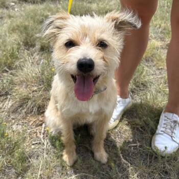 742 (2026) Goldie -  Norfolk Terrier and Mixed Breed Dog for Adoption in Parker, Colorado - 742 (2026) Goldie | PetCurious