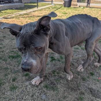 Mixed Breed Dogs Available for Adoption - DIESEL  RESCUE Or Experienced Adopter ONLY! | PetCurious