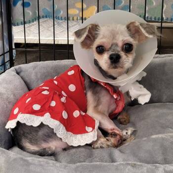 Yorkshire Terrier Dogs Available for Adoption - Minnie | PetCurious