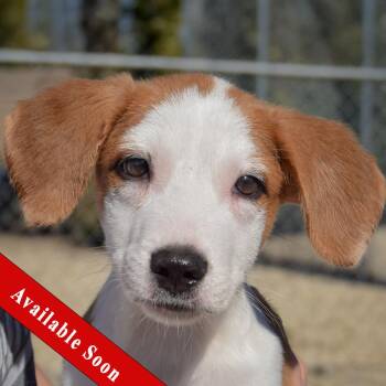 Heath -  Collie and Border Collie Dog for Adoption in Huntley, Illinois - Heath | PetCurious