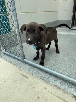 SKARN -  Terrier Dog for Adoption in Leesburg, Virginia - SKARN | PetCurious