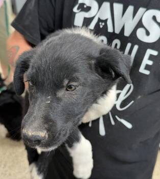 Jessie -  Shepherd and Terrier Dog Available for Adoption in St. George, Utah - Jessie | PetCurious