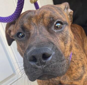 Goofy -  Mixed Breed Dog for Adoption in Cincinnati, Ohio - Goofy | PetCurious