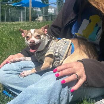 Snupe -  Chihuahua Dog Available for Adoption in Wilmington, Delaware - Snupe | PetCurious