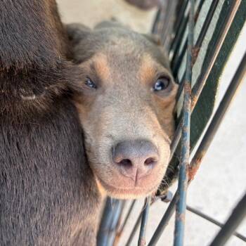 Mixed Breed Dogs Available for Adoption in Lake Jackson, Texas - Bingo | PetCurious