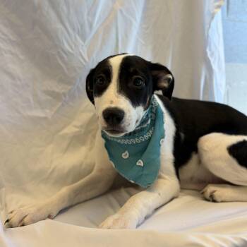 Peggy -  Mixed Breed Dog for Adoption in Canal Winchester, Ohio - Peggy | PetCurious