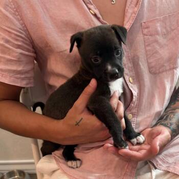 Retriever Dogs Available for Adoption in San Antonio, Texas - Chunky Monkey | PetCurious