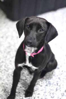 Beagle Dogs Available for Adoption in Manchester, New Hampshire - Poppins In NH. Come Meet Our Adoptable Dogs Wednesday-Saturday.  | PetCurious