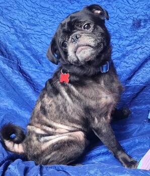 Ozzy -  Pug Dog for Adoption in Cuba, New York - Ozzy | PetCurious