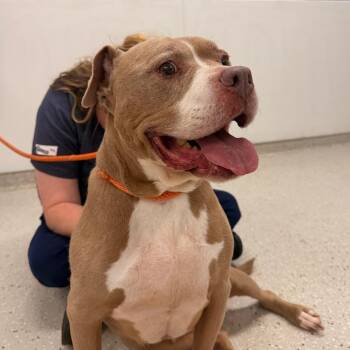 Sadie -  Pit Bull Terrier Dog for Adoption in Indianapolis, Indiana - Sadie | PetCurious