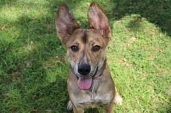 Fiona -  Dutch Shepherd and Mixed Breed Dog for Adoption in Kansas City, Missouri - Fiona | PetCurious