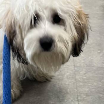 carmen -  Mixed Breed Dog for Adoption in Philadelphia, Pennsylvania - Carmen | PetCurious