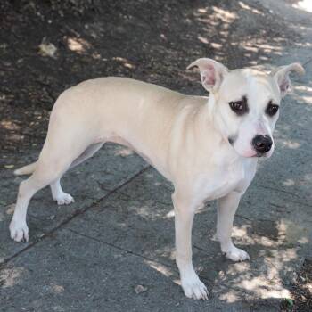 LULU -  Labrador Retriever and Shepherd Dog for Adoption in Richmond, California - LULU | PetCurious