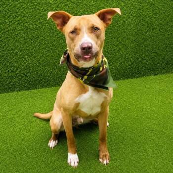 Austin -  Terrier and Mixed Breed Dog for Adoption in Oak Point, Texas - Austin | PetCurious