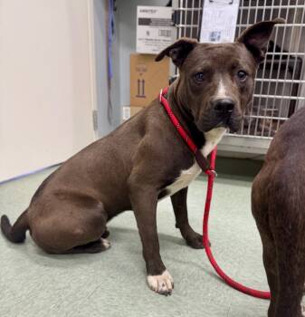 Rescue Mixed Breed Dogs for Adoption in Danielsville, Georgia - Jewell Dog 5 | PetCurious