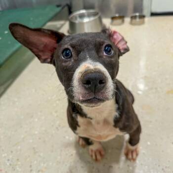 Crackers -  Pit Bull Terrier Dog for Adoption in Raleigh, North Carolina - Crackers | PetCurious