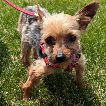 Mortimer -  Yorkshire Terrier Dog for Adoption in Hudson, Illinois - Mortimer | PetCurious