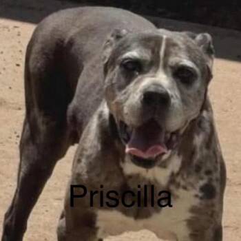 Priscilla -  Catahoula Leopard Dog and Mixed Breed Dog for Adoption in Spring Hill, Kansas - Priscilla | PetCurious