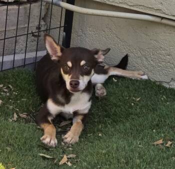 Rescue Miniature Pinscher and Chihuahua Dogs for Adoption in Apache Junction, Arizona - Sterling | PetCurious